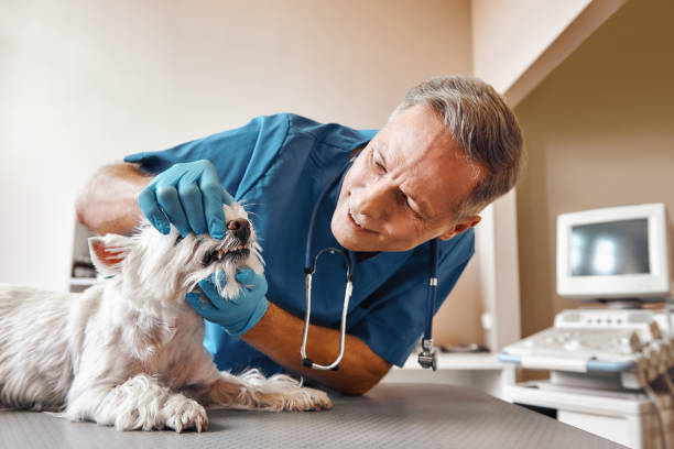 Best Emergency Dental Care for Broken or Chipped Teeth in Pitman, NJ